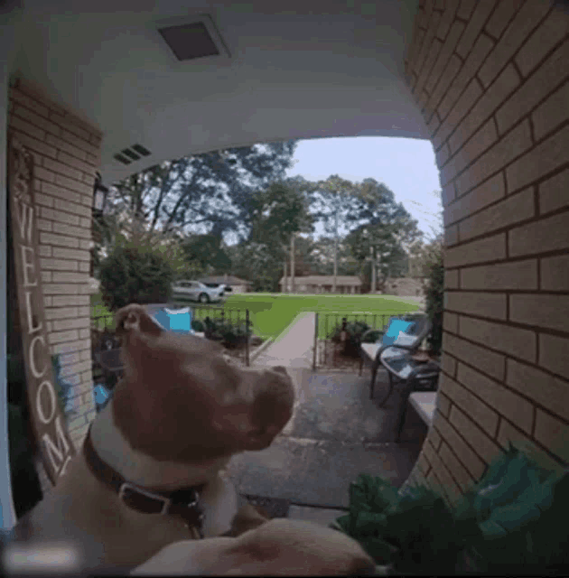 dog rings doorbell meme