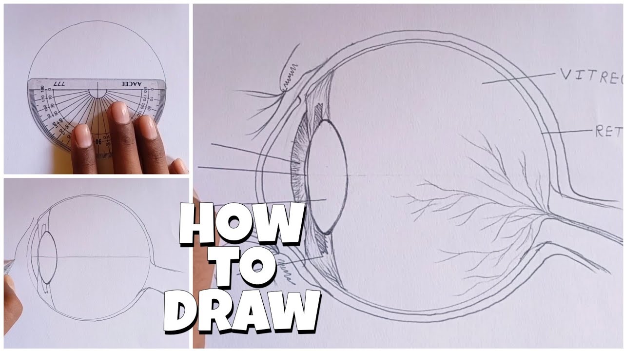 draw a labelled sketch of the human eye