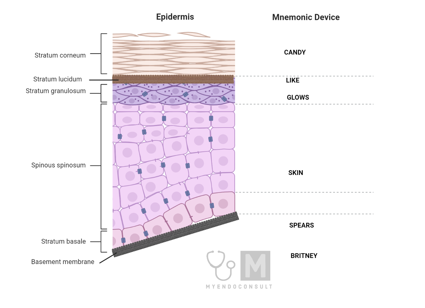 7 layers of skin mnemonic