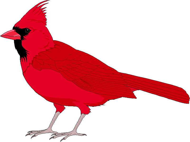 cardinal clipart