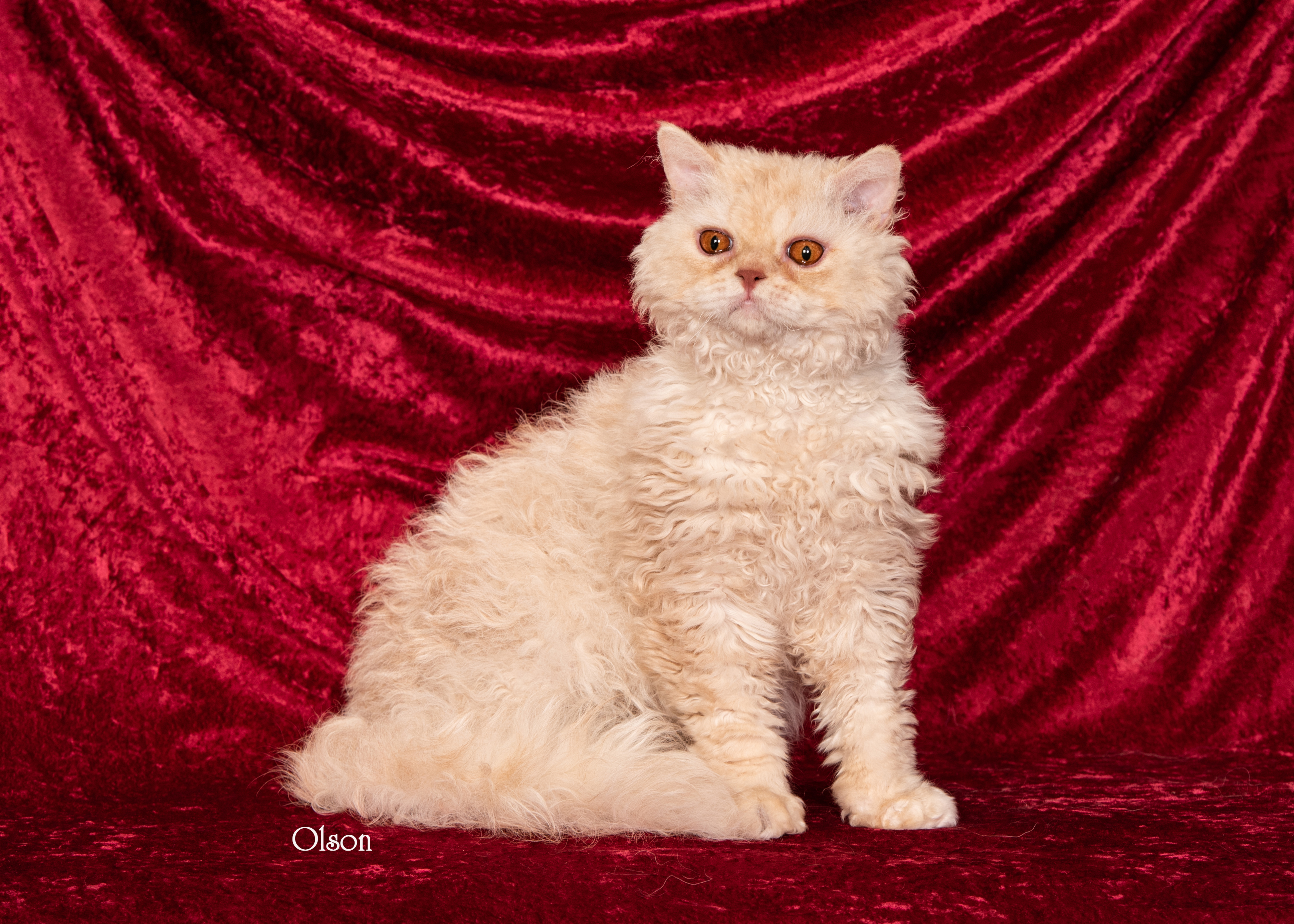 selkirk rex cats for sale