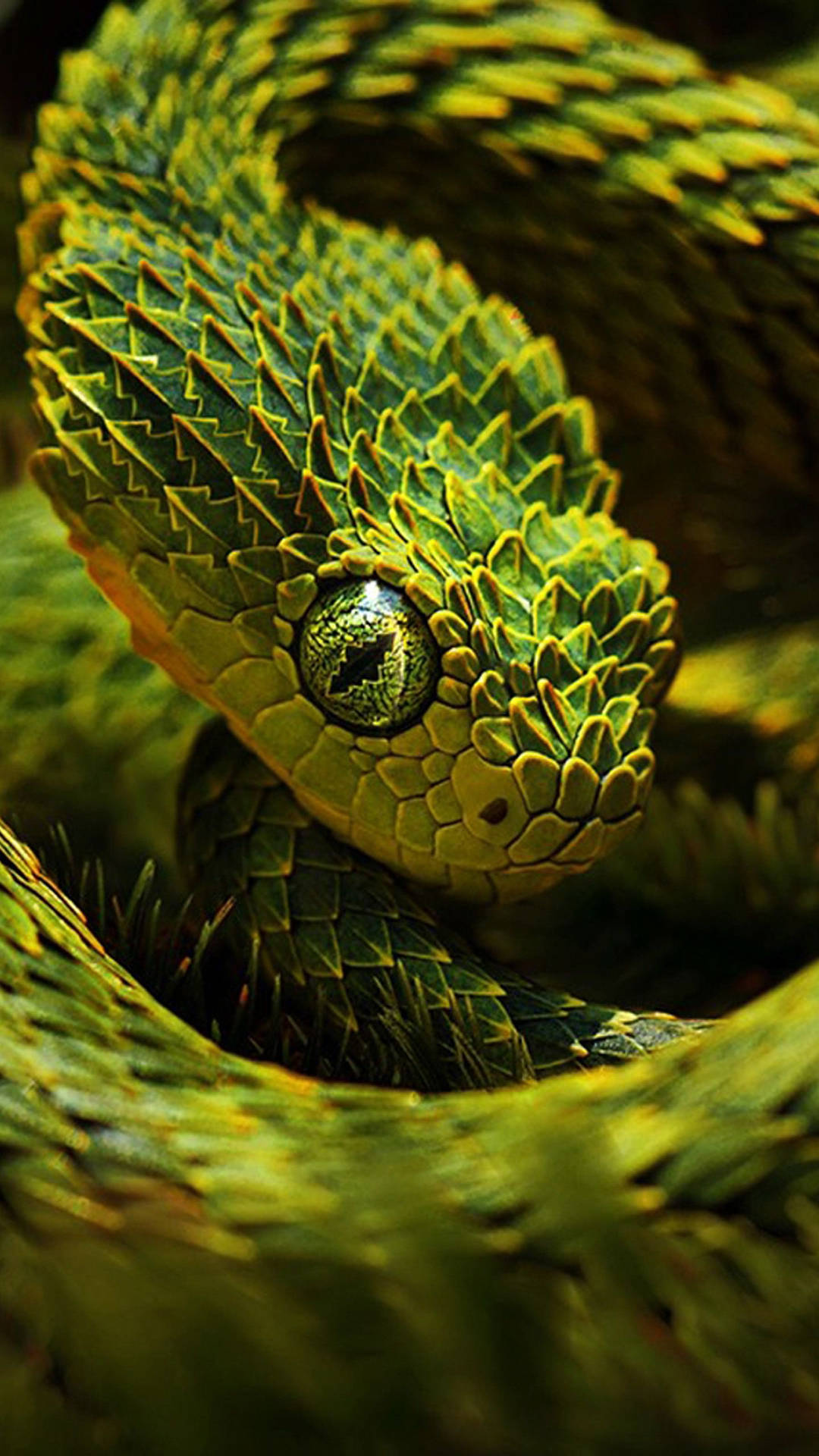 bush viper wallpaper