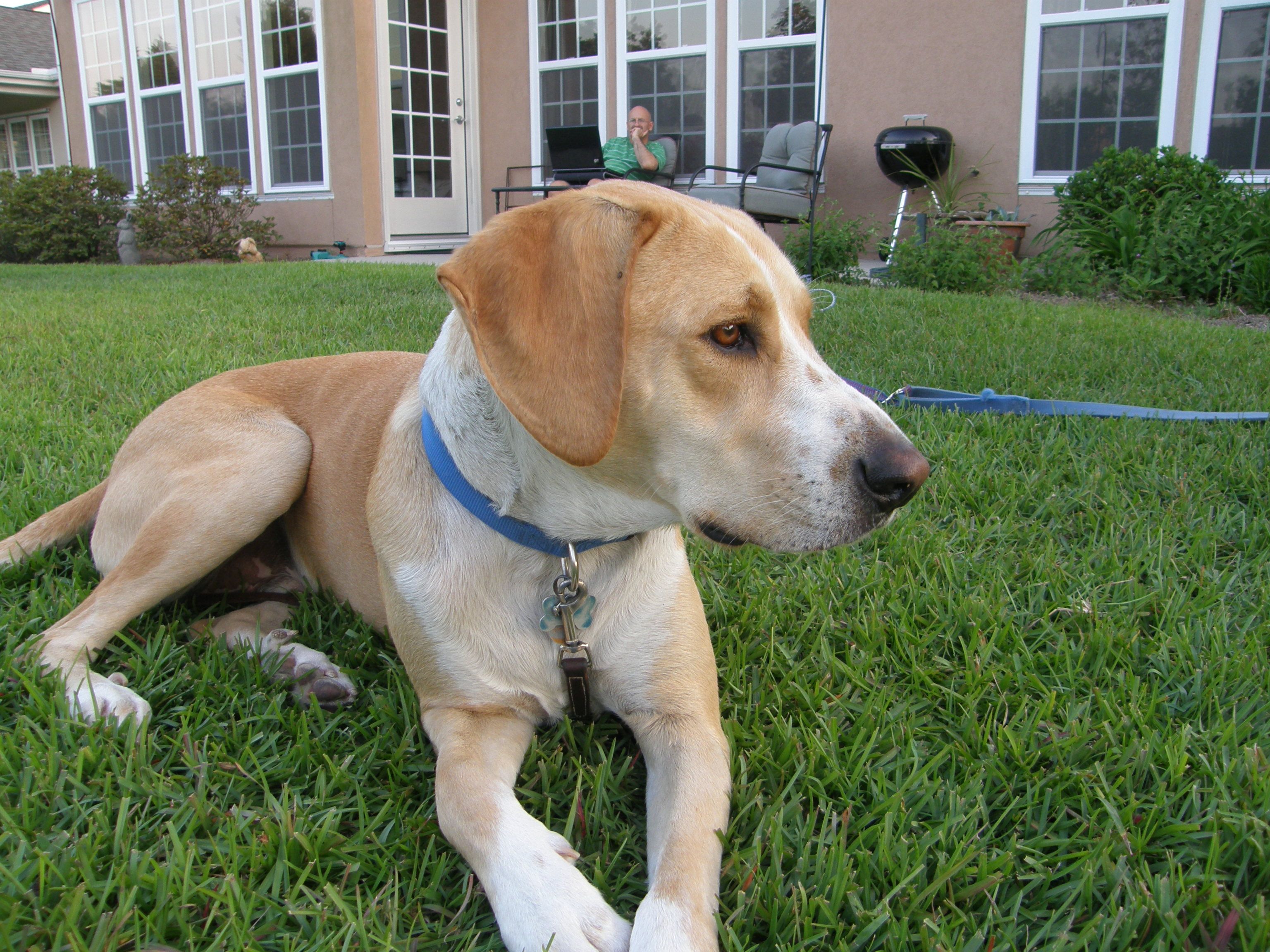 walker coonhound lab mix