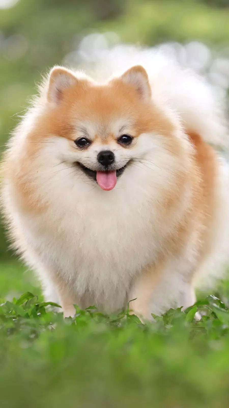 pomeranian age span