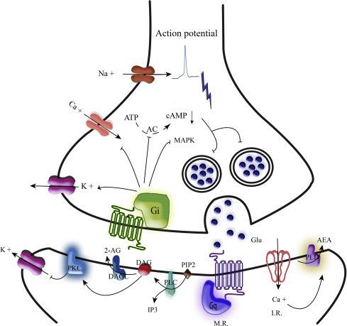 cb1 receptor