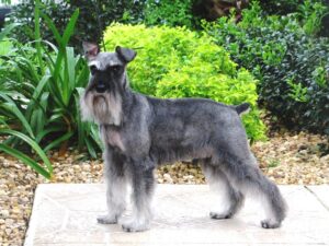 schnauzer texas