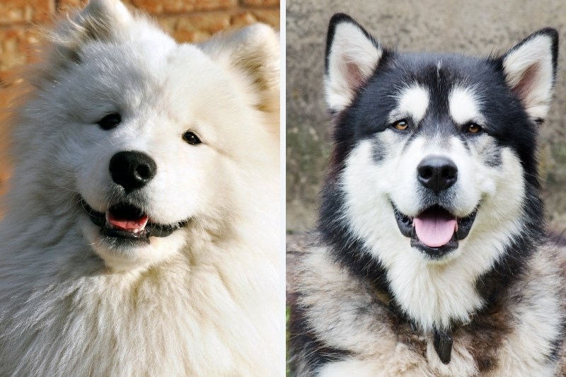 alaskan malamute samoyed