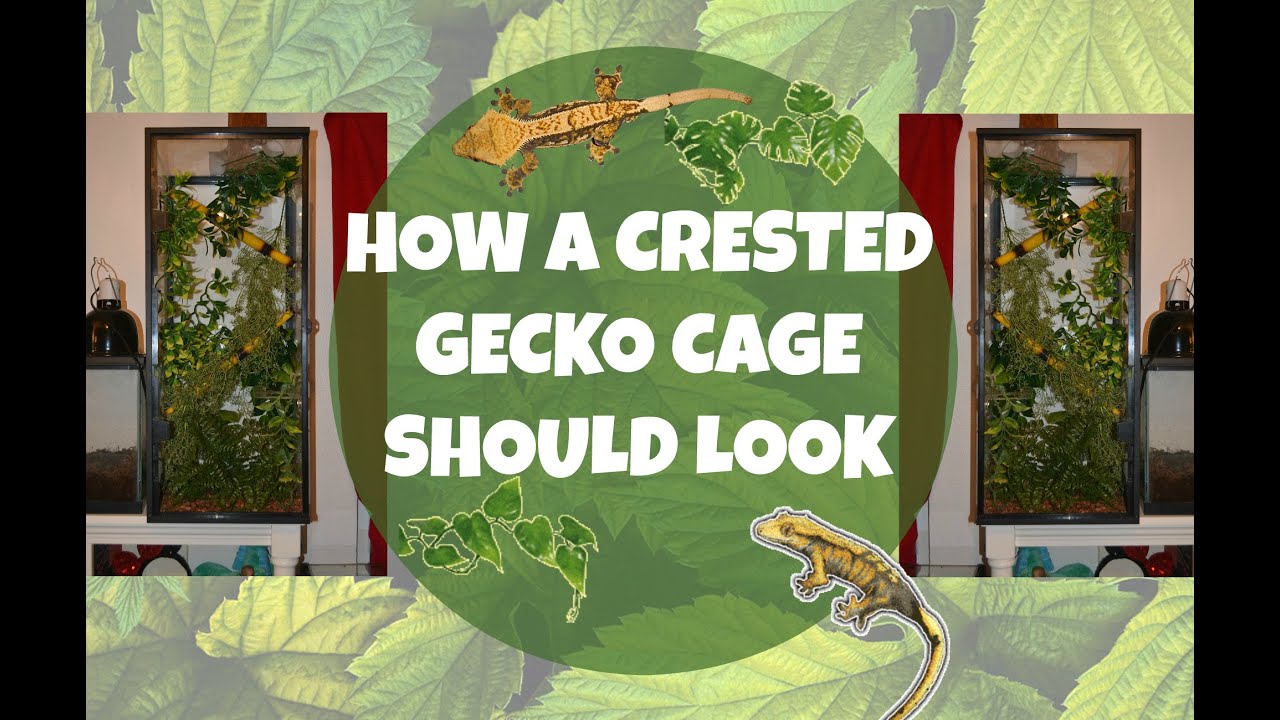 crested gecko cage setup