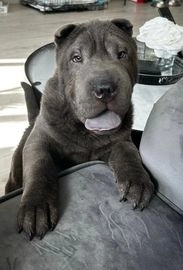 shar pei dog for sale uk