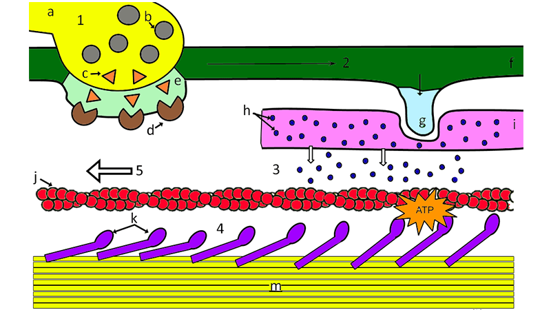 sliding filament theory coloring answers