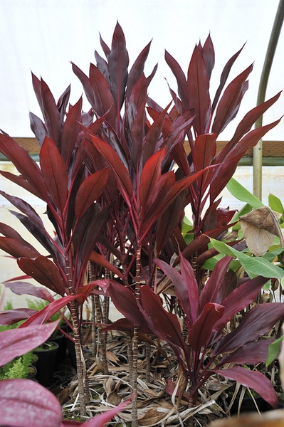 ti cordyline