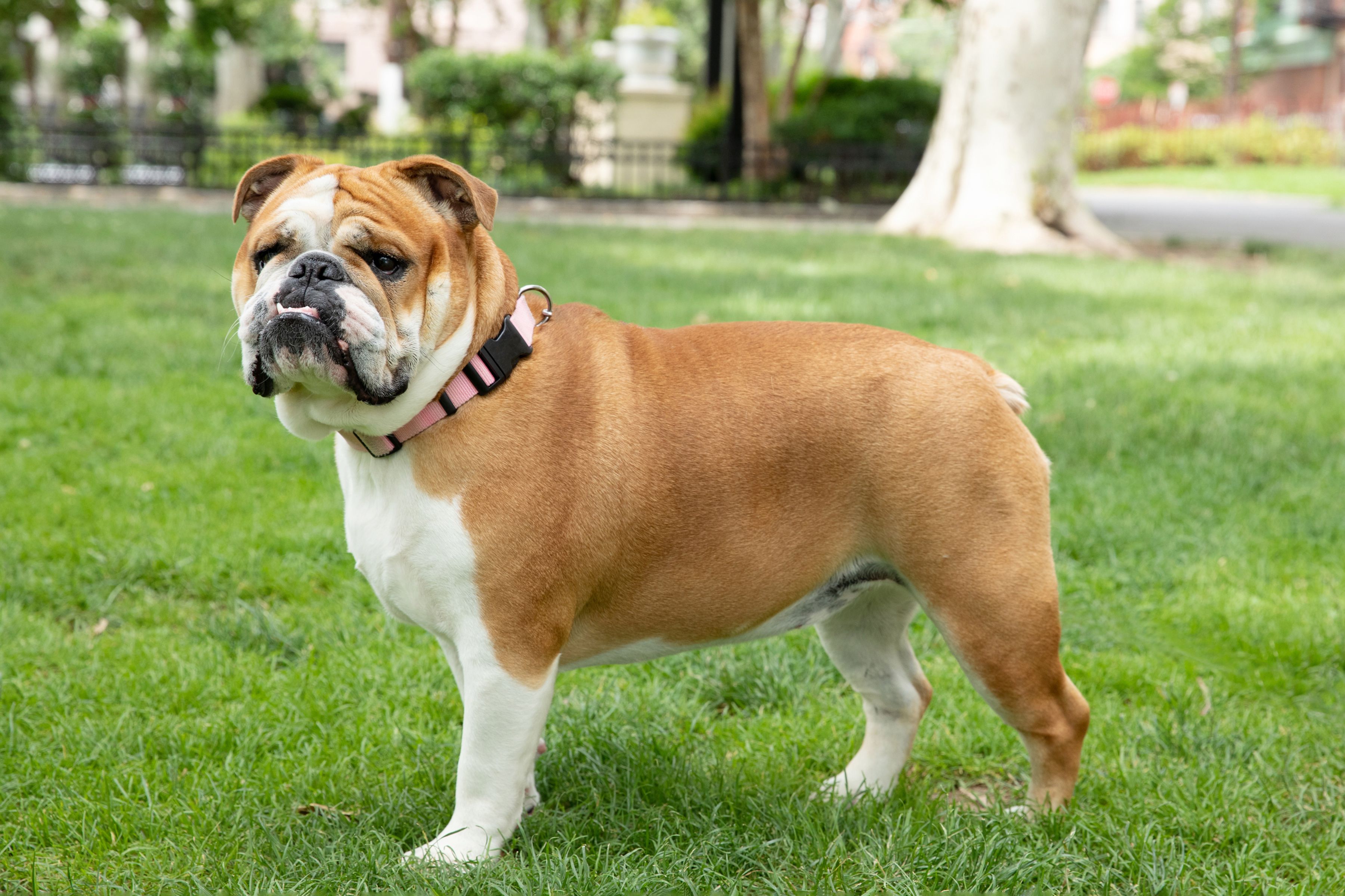 pictures of bull dog