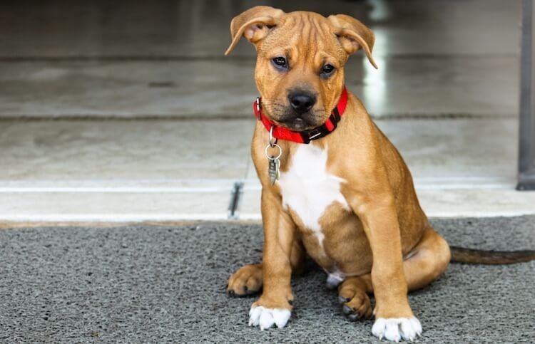 pitbull/boxers mix