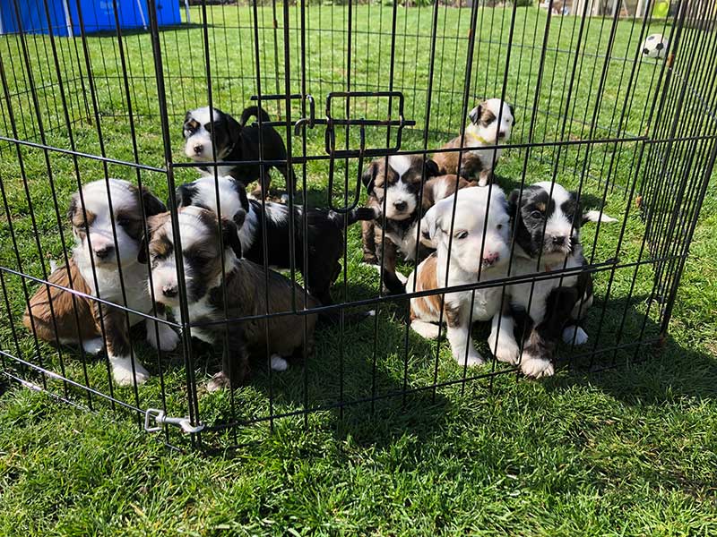 tibet terrier puppies for sale