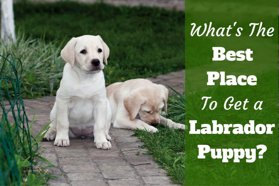 buy a labrador puppy