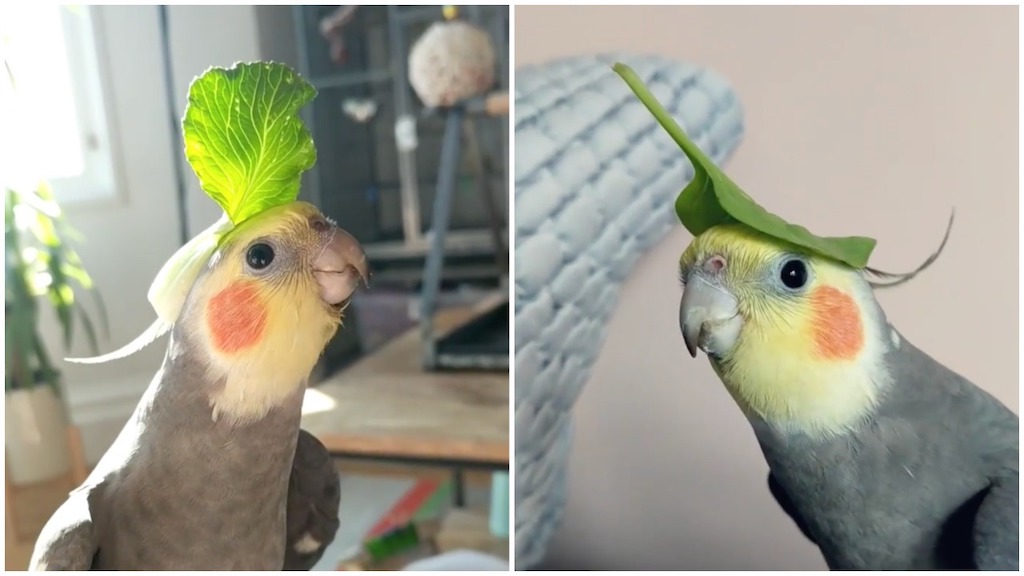 singing cockatiels