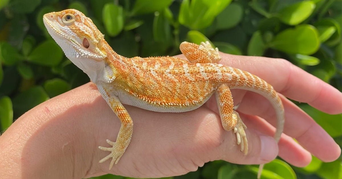 types of bearded dragon