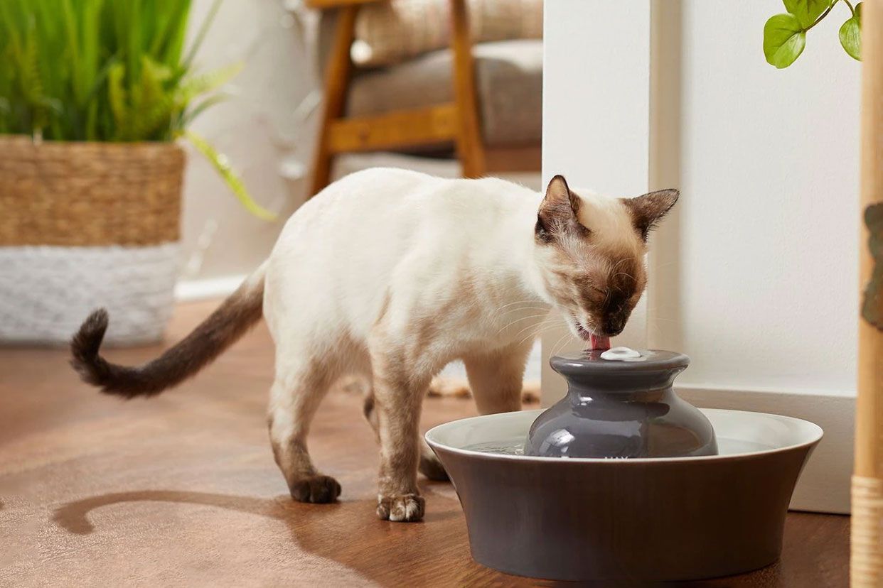 best cat fountain water