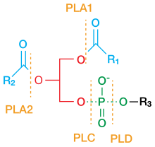 phospholipase a2