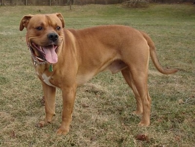 labrador retriever and american bulldog mix