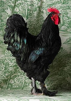 big black coq