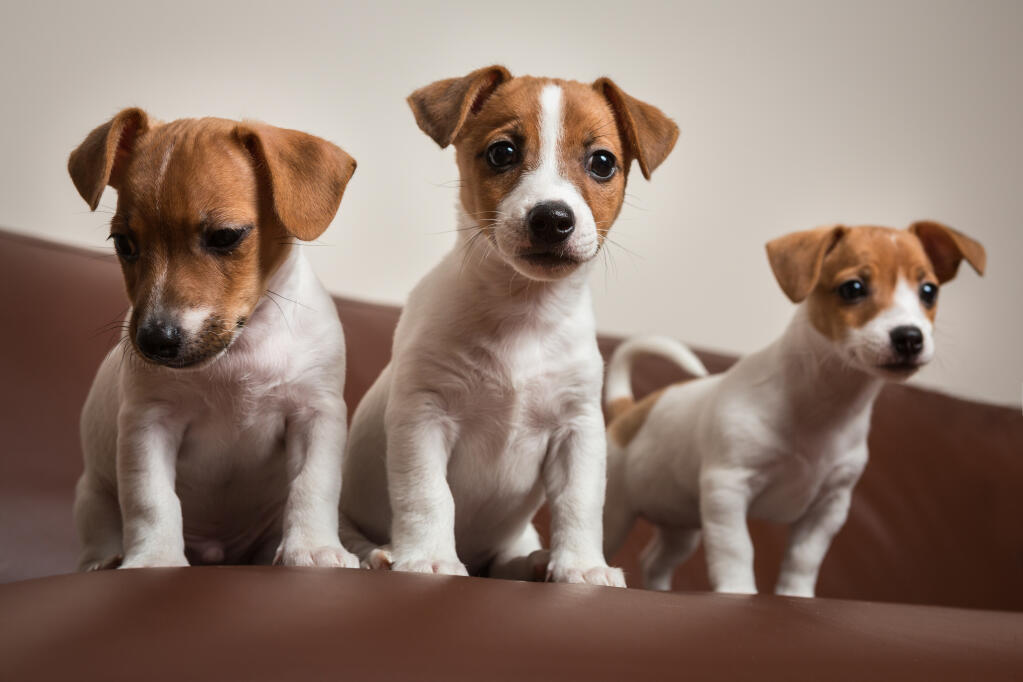 jack russell terrier pics