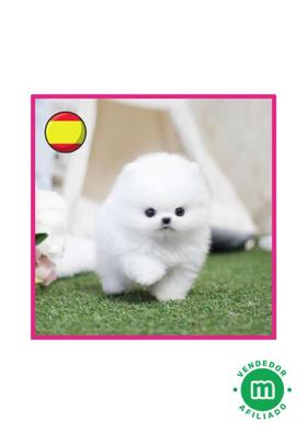 comprar pomerania madrid