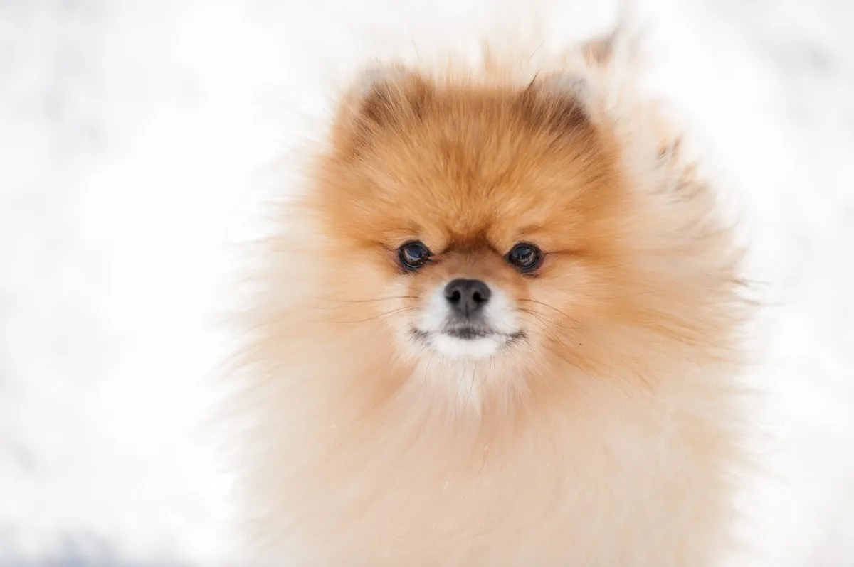 pomeranian breed traits