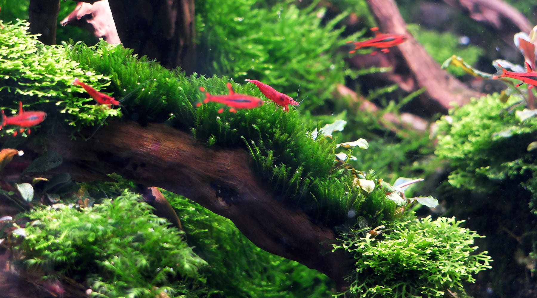 moss aquarium plants