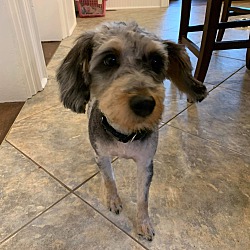 miniature schnauzer rescue ontario