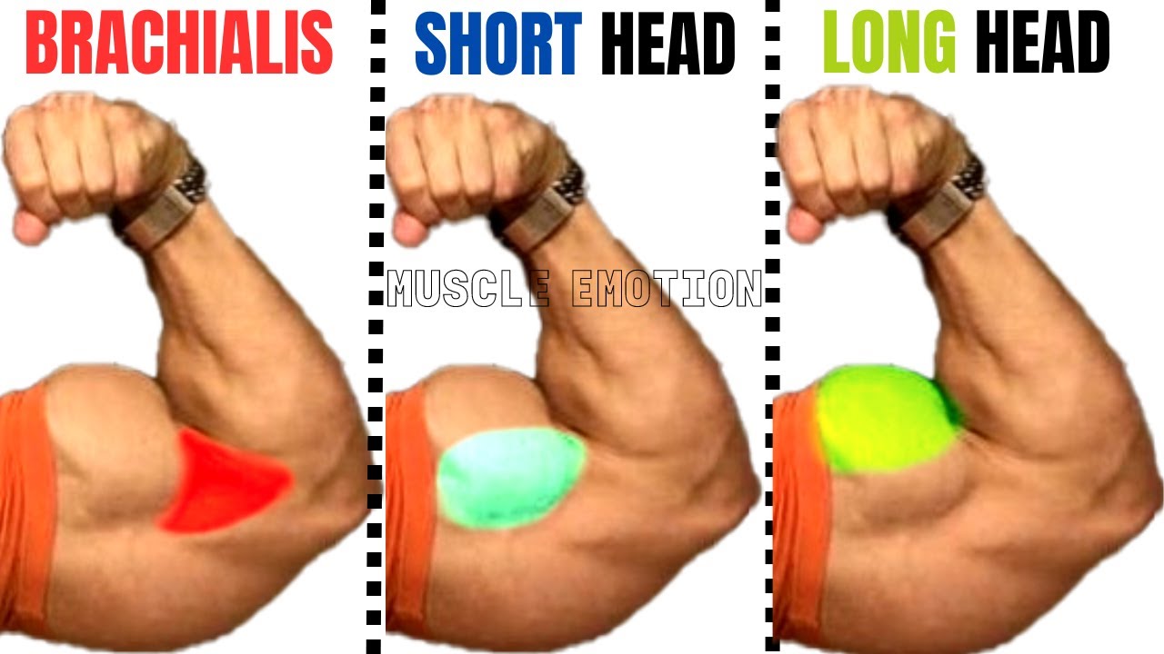 short head bicep workout