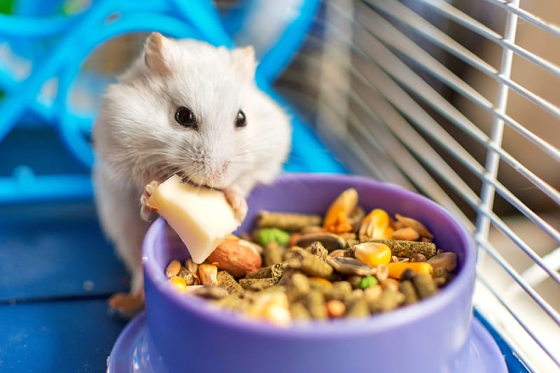 how often should you feed hamsters