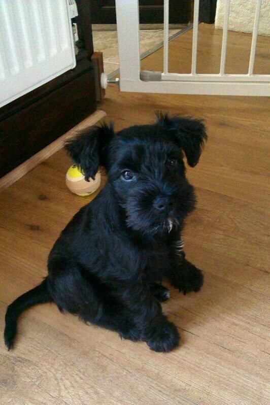 miniature schnauzer black puppy