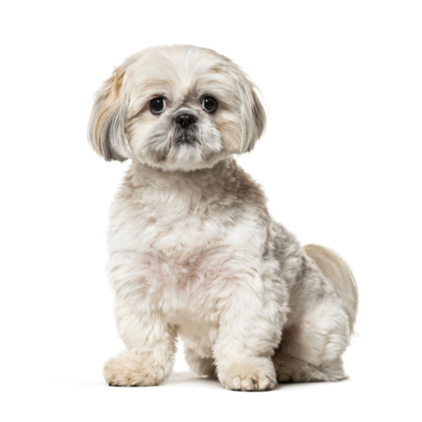 imperial shih tzu price