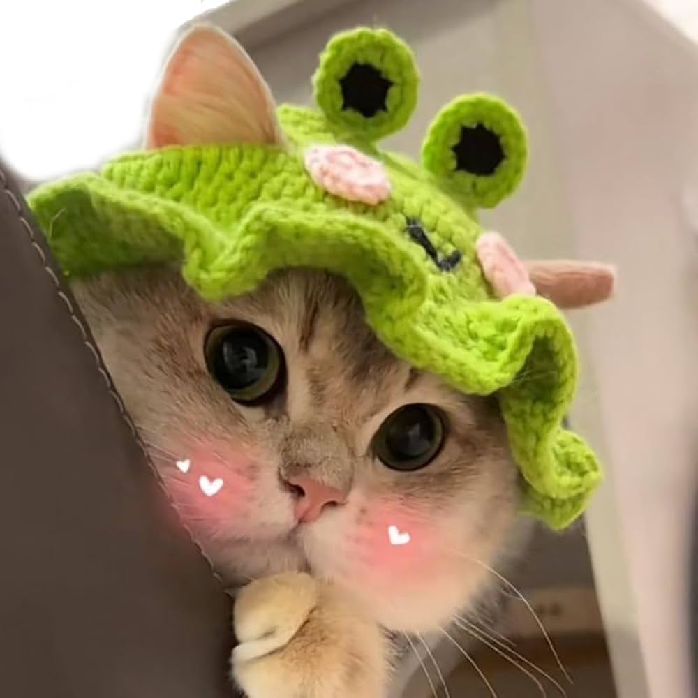 cat with frog hat