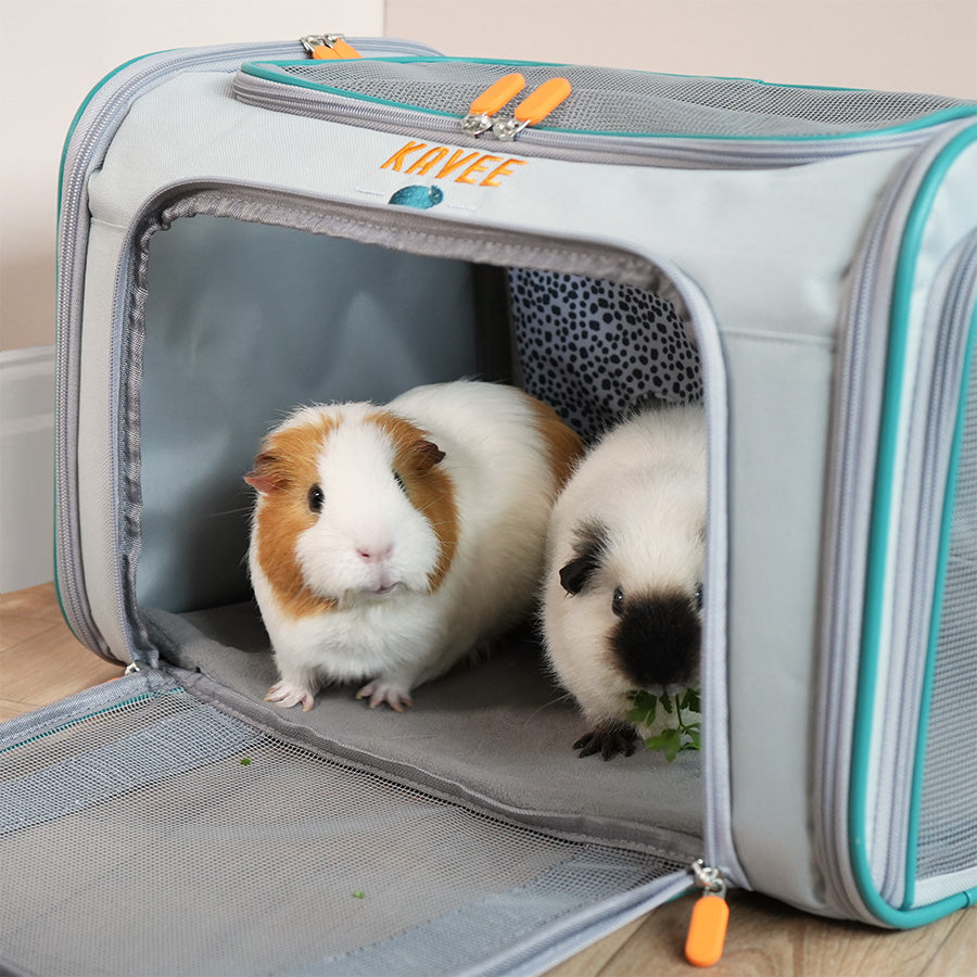 guinea pig carrier