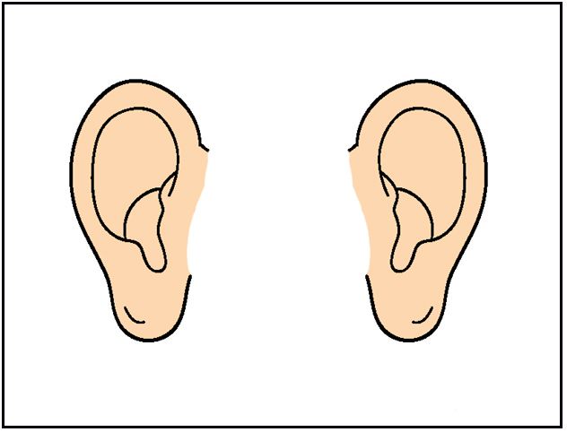 ears clipart