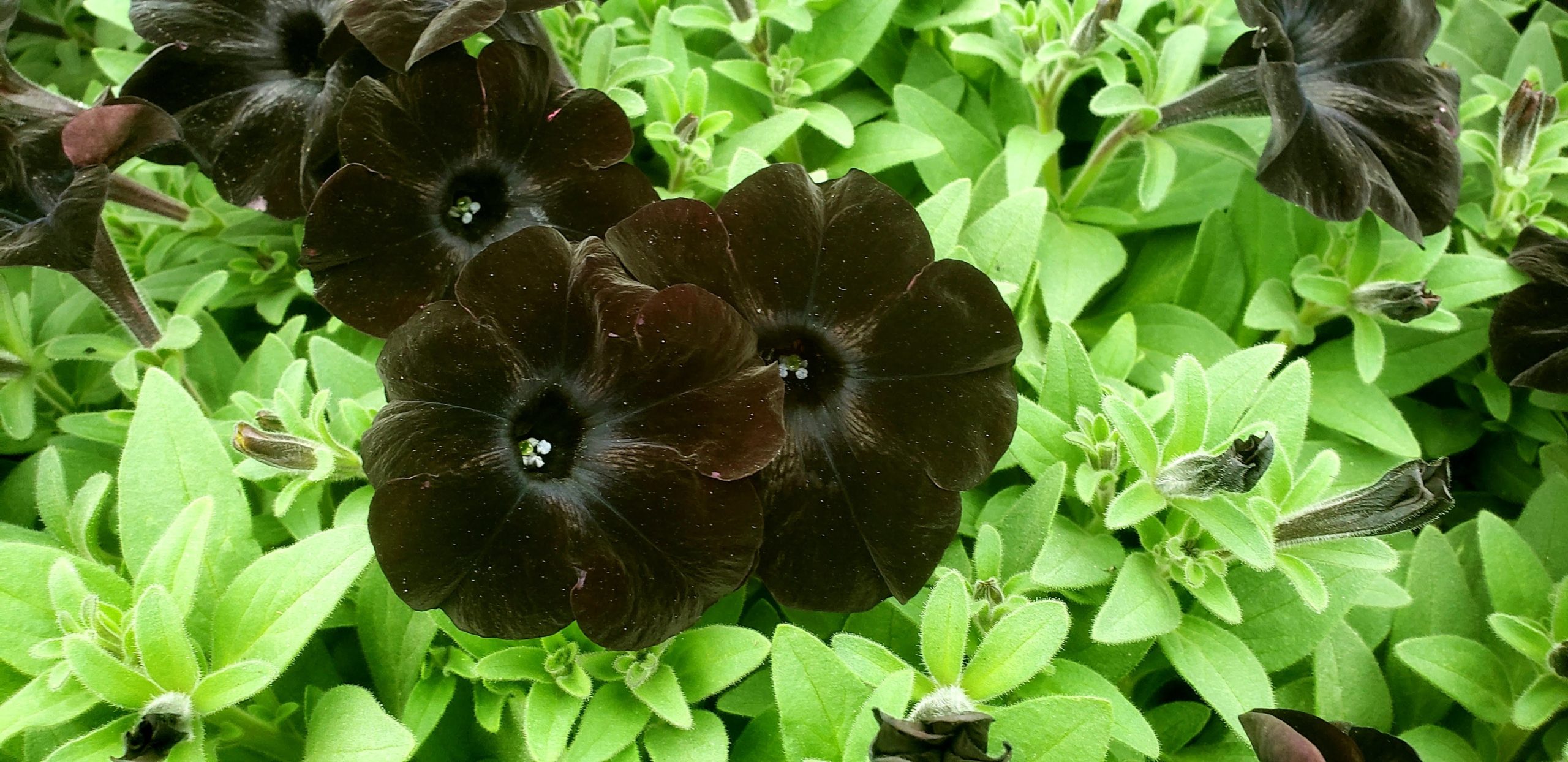 petunia black ray