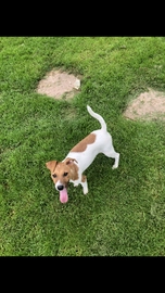 jack russell puppies for sale stoke on trent