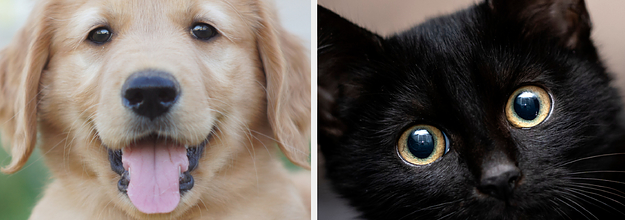 black cat or golden retriever quiz