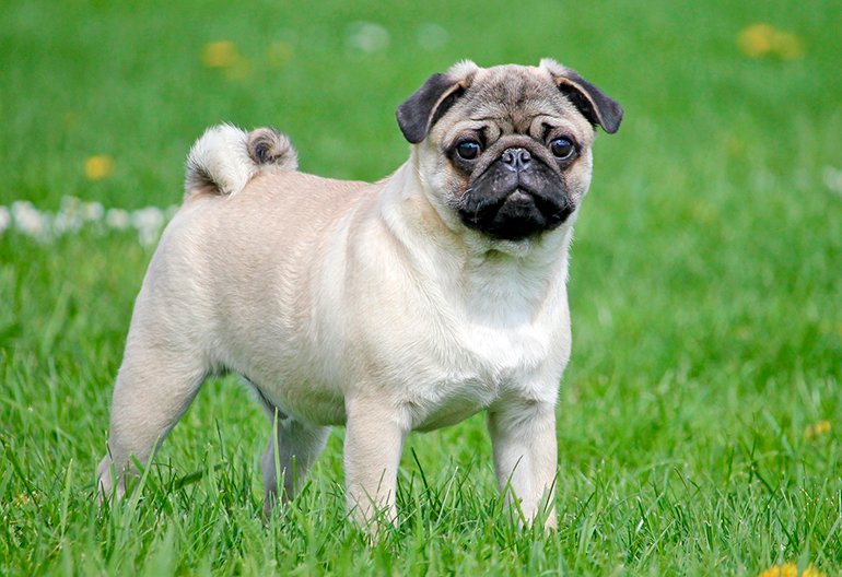 imagenes de perros pug