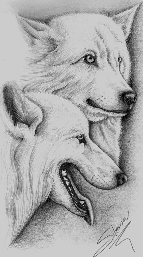 dibujo lapiz animal