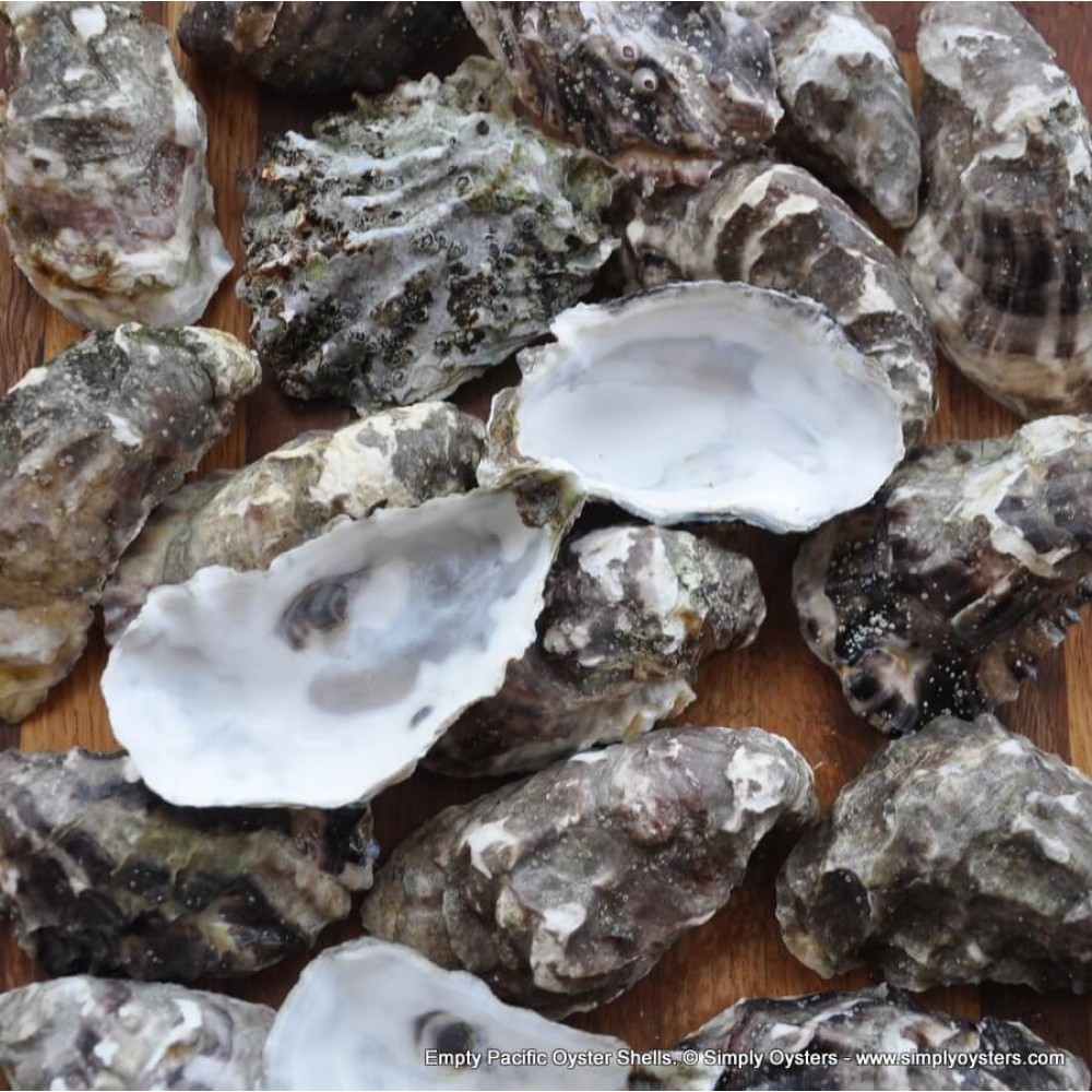 images of oyster shells