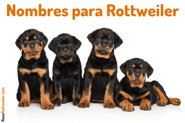 nombres para perros rottweiler bravos