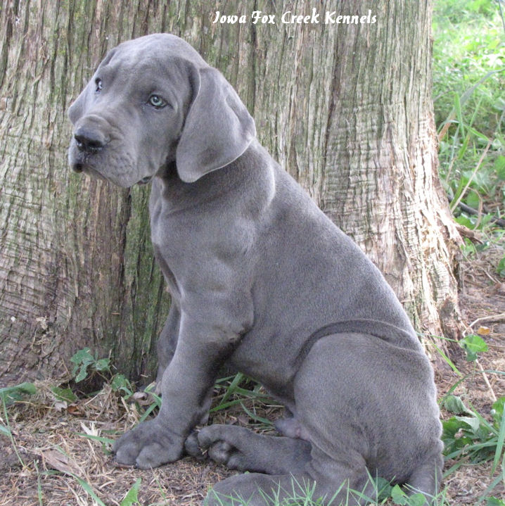 great dane puppies for sale in iowa