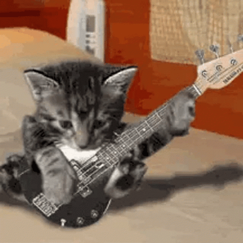 cat guitar gif