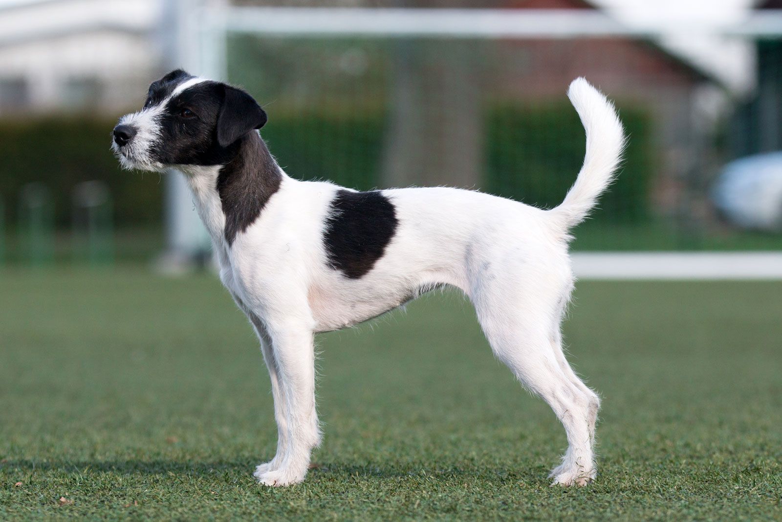 parson russell terrier black and white