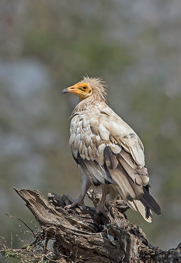 sacred egyptian bird crossword clue