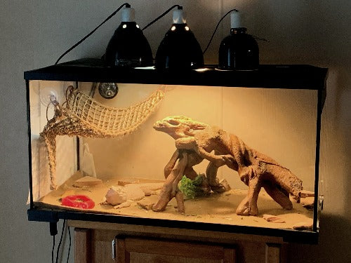 tank size for a bearded dragon