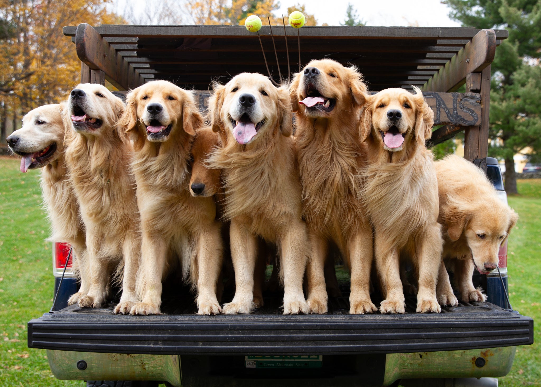 golden dog farm vermont